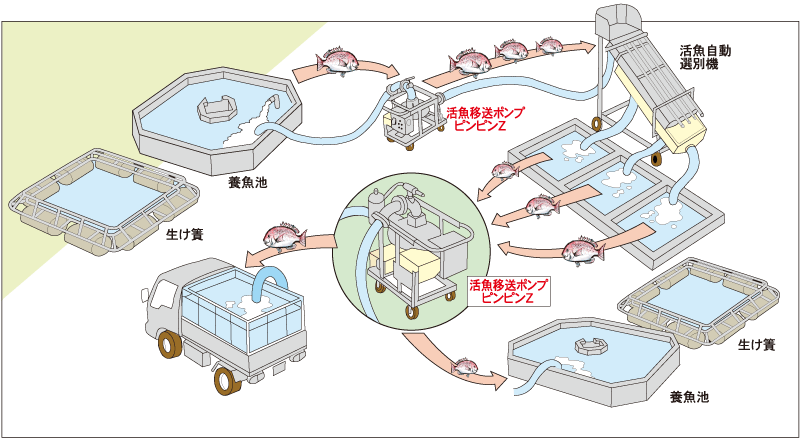 種苗･活魚移送ポンプ ピンピン