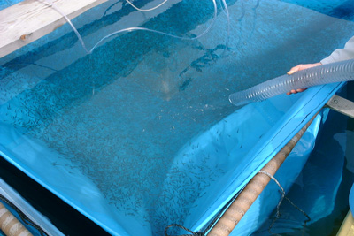種苗・活魚移送ポンプ ピンピン